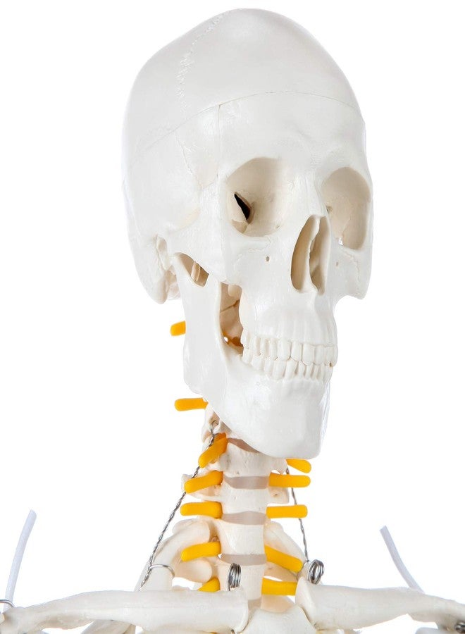 Axis Scientific Mini Human Skeleton Model with Metal Stand, 31" Tall with Removable Arms and Legs, Easy to Assemble, Includes Detailed Product Manual for Study - Image 4